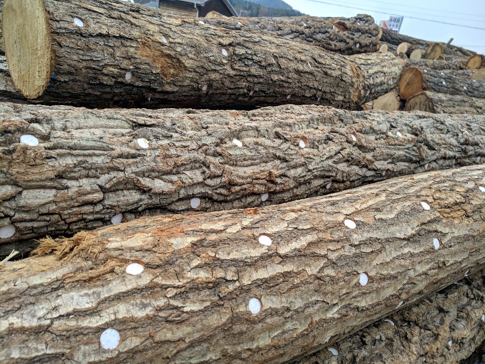 표고종균목_1본