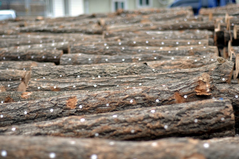 표고종균목_1본